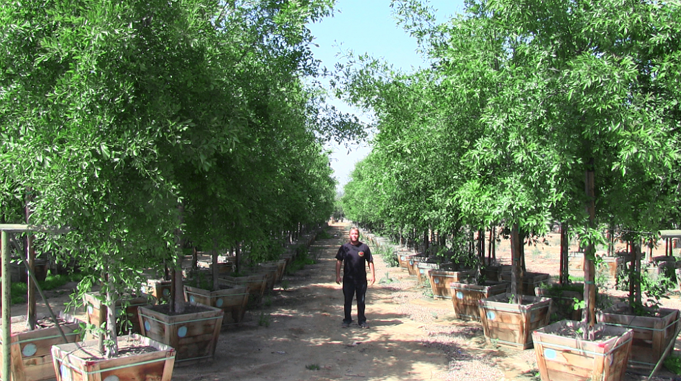 Pictures for Big Tex Trees Nurseries in Houston, TX 77079 Gardening